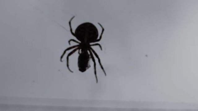 Голодный паук Крестовик съедает беззащитную муху смотреть онлайн