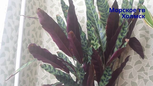 Листья цветка шевелятся в городе Холмск. смотреть онлайн