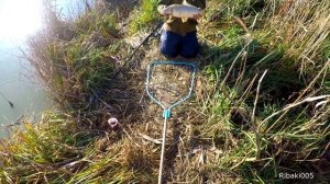 СРЕДНИЙ КАНАЛ ,ТУШИЛОВКА ,ОСЕННЯЯ РЫБАЛКА НА САЗАНА.