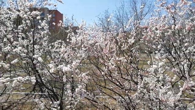 КОГДА ЦВЕТЕТ ЗАБАЙКАЛЬСКАЯ САКУРА смотреть онлайн