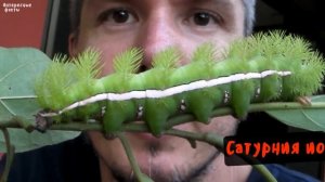 15 самых опасных ГУСЕНИЦ в мире, которых лучше не трогать