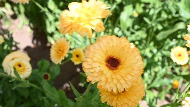 'Pacific Apricot Beauty' Calendula | From Johnny's Selected Seeds