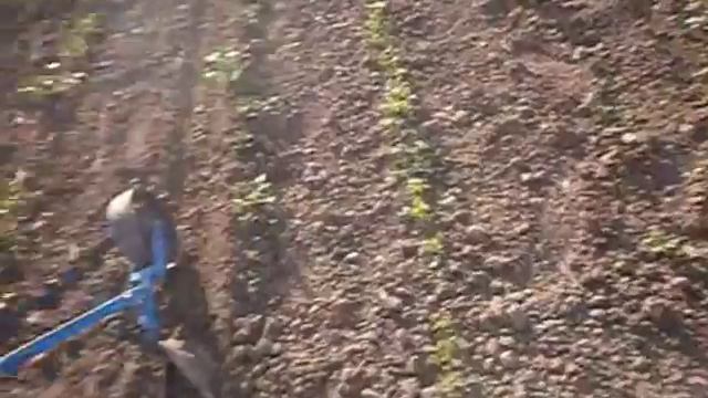 Прополка и первое окучивание картофеля смотреть онлайн