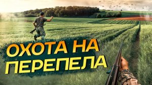 Охота на перепела