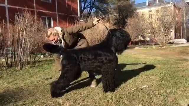 Дюжий Хлопец Ванька Кучерявый Мэджик Мьюзик. 1год 9 месяцев. смотреть онлайн