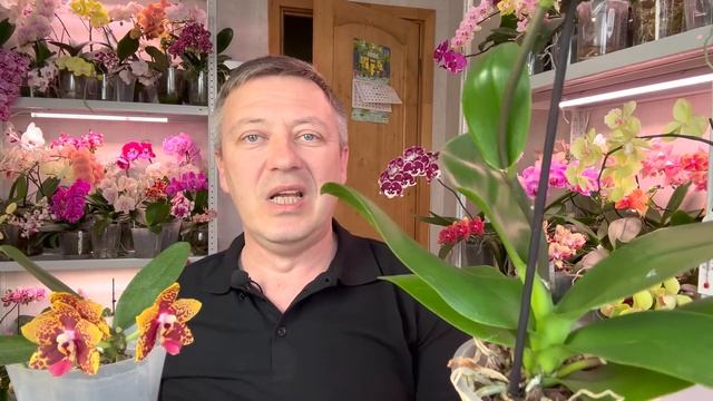 орхидеи для новичков / уценки или цветущие, Азиатские или Европа, детки или взрослые орхидеи смотреть онлайн