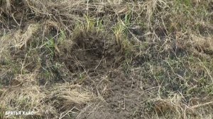 Боронование покоса, для удаления кочек!