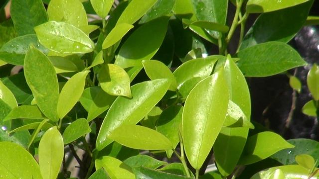 Ferintosh - My First Test (Sony HDR-CX700) смотреть онлайн