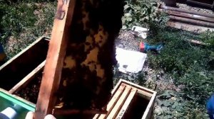 НОВАЯ УСТАНОВКА И НОВЫЙ РОЙ-как поймать бродячий рой пчел.