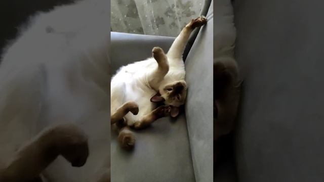 меконгский бобтейл смотреть онлайн