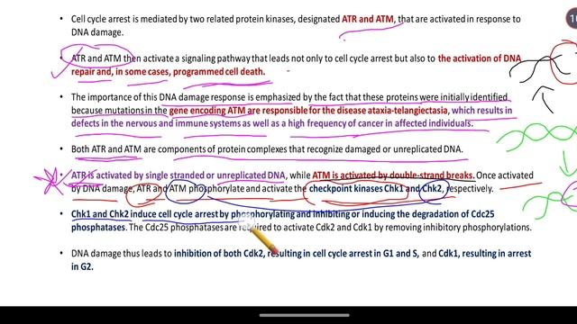 DNA Damage checkpoint p53 | Cell cycle and cell division (Part-13)| Cell Biology | CSIR NET | GATE смотреть онлайн