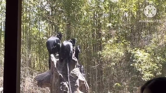 Нас более 40.000?Зоо парк в Лос-Анджелесе|Муж готовит ужин#jasmineusa#сшавлог #лосанджелес смотреть онлайн