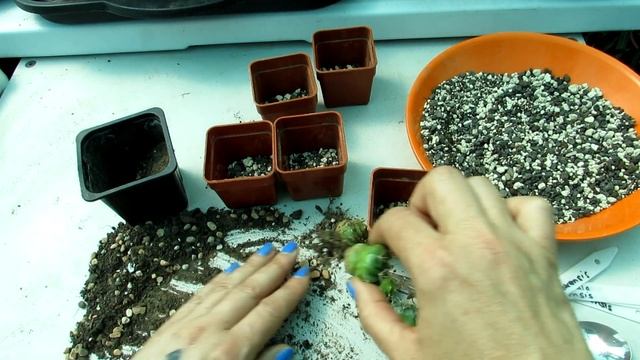 Transplanting Homalocephala texensis Cactus Seedlings - Horse Crippler Cactus, Echinocactus texensi смотреть онлайн