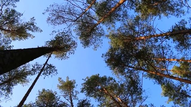 Молодечно . Краски октябрьского леса (HD) смотреть онлайн