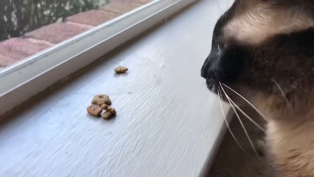 NEW ВКУСНЯШКА =^..^= СИАМСКИЕ КОШКИ смотреть онлайн