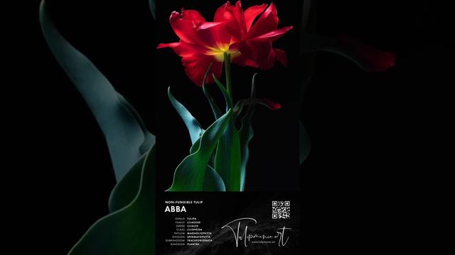 Abba - Non-Fungible Tulip смотреть онлайн