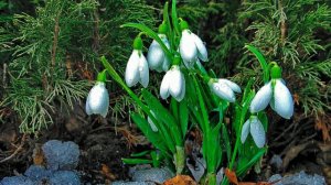 Футаж. Цветы под дождём 24