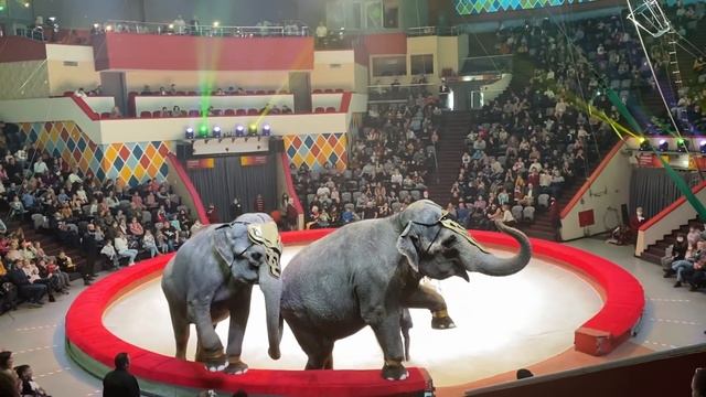 «Шоу слонов» превратилось в "БОЙ слонов" Ряды опустели! Цирковое представление фееричный финал! смотреть онлайн