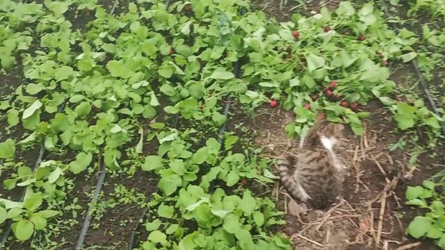 Бізнес в селі від Яріка Мазура Редиска. смотреть онлайн