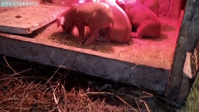 ❗ПОРА ПРИУЧАТЬ К СТАРТУ ❗КОРМИМ 5ДНЕВНЫХ ПОРОСЯТ смотреть онлайн