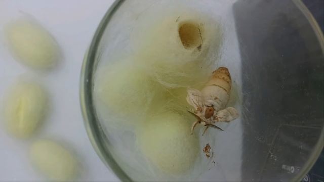 Life of a Silkworm - Time Lapse смотреть онлайн