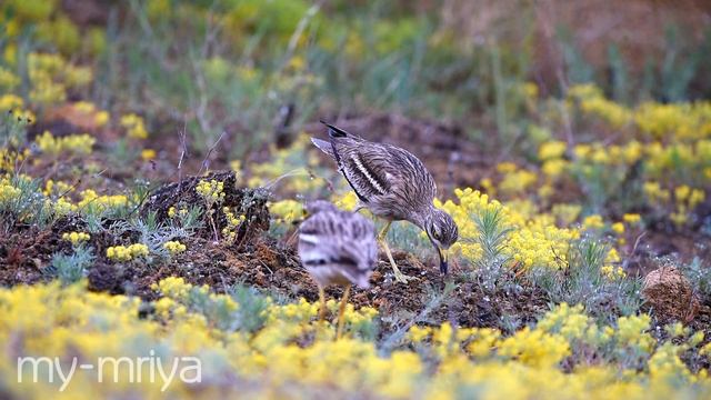 Авдотка. Полторы минуты из жизни. Видео-анонс. Eurasian stone curlew (Burhinus oedicnemus) смотреть онлайн