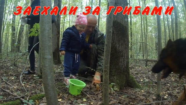 Прогулка на озеро с удочкой и прогулка за грибами смотреть онлайн