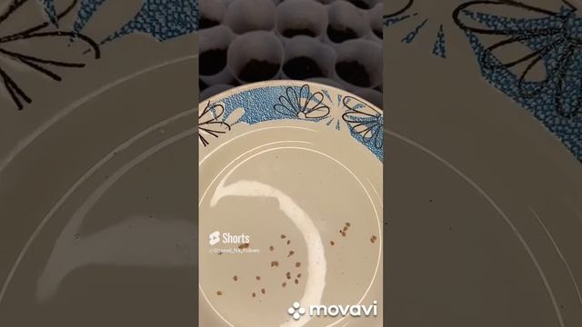 ПОСАДКА ВИШНЕВОВОВИДНОГО ТОМАТА. ОГОРОД НА КУБАНИ. shorts# смотреть онлайн