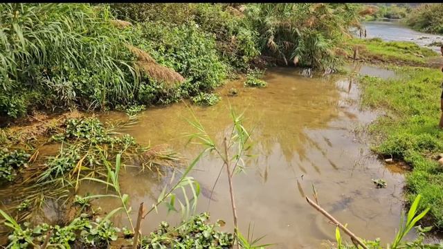 Top video: Catching fish with nets, fish traps and using water pumps to catch fish смотреть онлайн