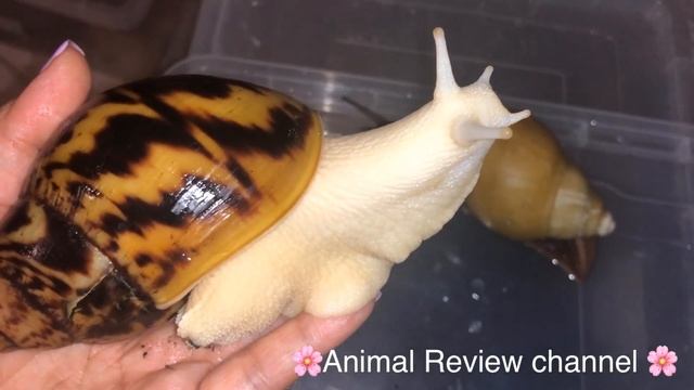 Чем отличаются улитка Ахатина от Архахатины. Ахатина Ахатина Тигр смотреть онлайн