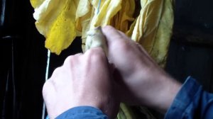 Сушка махорки. Развешивание махорки для сушки.