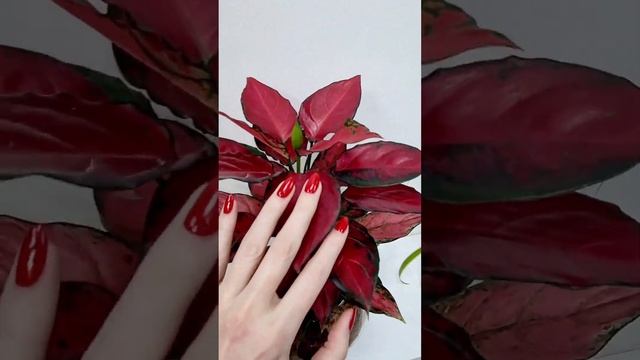 Ядовитый и полезный цветок - Аглаонема. смотреть онлайн