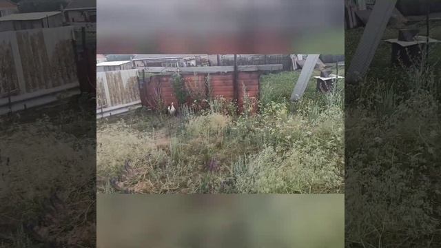 хохлатые гуси и другая птица. смотреть онлайн