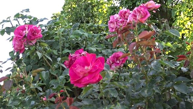 Rosa ´Heimatmelodie´