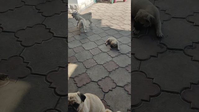 Питомник "Уютные мопсы" 19.08.2023. смотреть онлайн