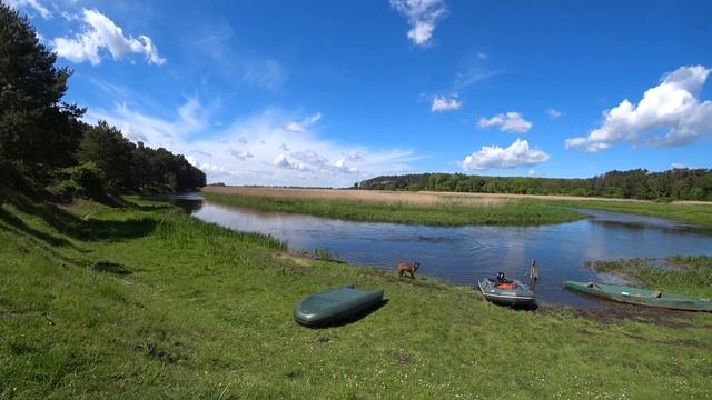 Stubborn German Shepherd Vs Sly Belgian Malinois. Difference In Character.
