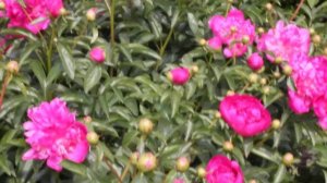 Best Man | R2 Flowers | Peonies