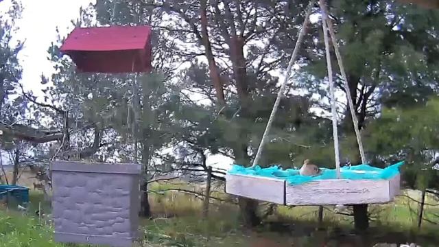 2021 Apr 21 Livestream bird feeding station. Ripley, Ontario Canada by AtHomeFriendlyTecGuy смотреть онлайн