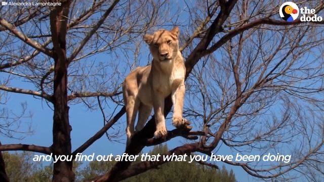 Woman Horrified to Find She Was Raising Lions To Be Killed at 'Sanctuary' | The Dodo смотреть онлайн