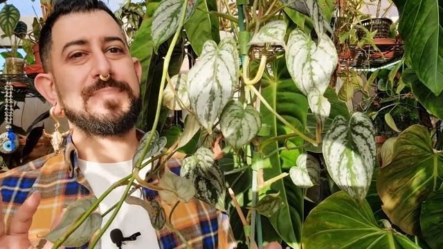 Philodendron Brandtianum | 3 Year Review | Silver Leaf Philodendron Tips And Care