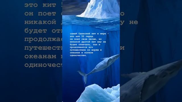 Кит одиночка смотреть онлайн