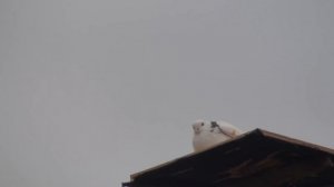 Ловля Ястреба на живца-голубя. Как сделать ловушку/ How to make a live bite on a hawk, with a pigeo