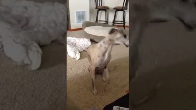 Norris' hungry belly смотреть онлайн
