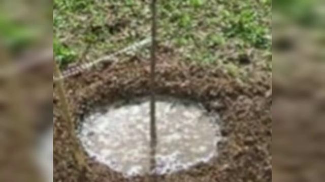 Неотложные работы в ноябре с плодовыми деревьями это залог богатого урожая! смотреть онлайн