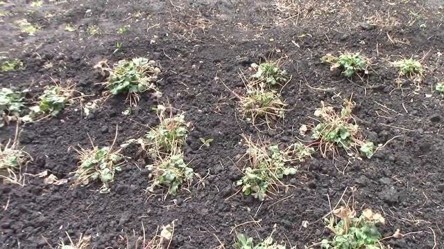 Где хранить чеснок зимой. Есть ли самоизоляция в посёлке. Новости с хозяйства. Будут ли утята? смотреть онлайн