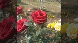 розы Николас и Рэми в начале октября