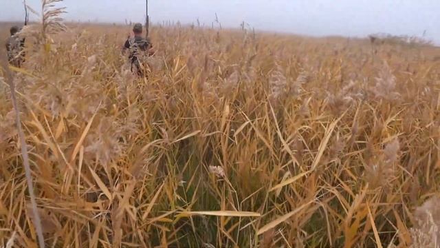 АСС SHABUTTI, ведущий Гавриков Р. ФИЛД ТРАЙЛ 05.10.2019. смотреть онлайн