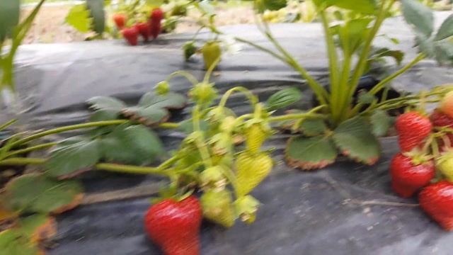 Великолепный сорт Сирия после 3-х сборов. смотреть онлайн