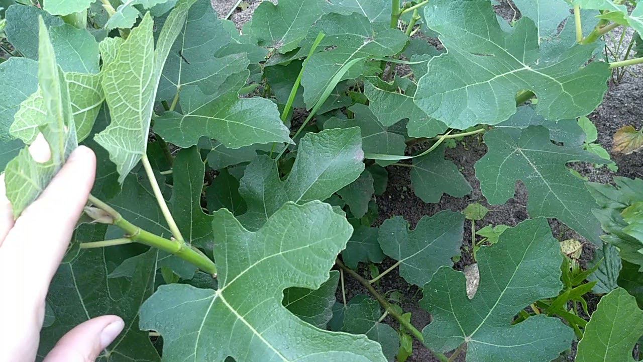 Почему инжир не плодоносит? Как заставить плодоносить инжир?! смотреть онлайн