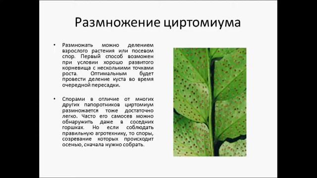 ЦИРТОМИУМ смотреть онлайн